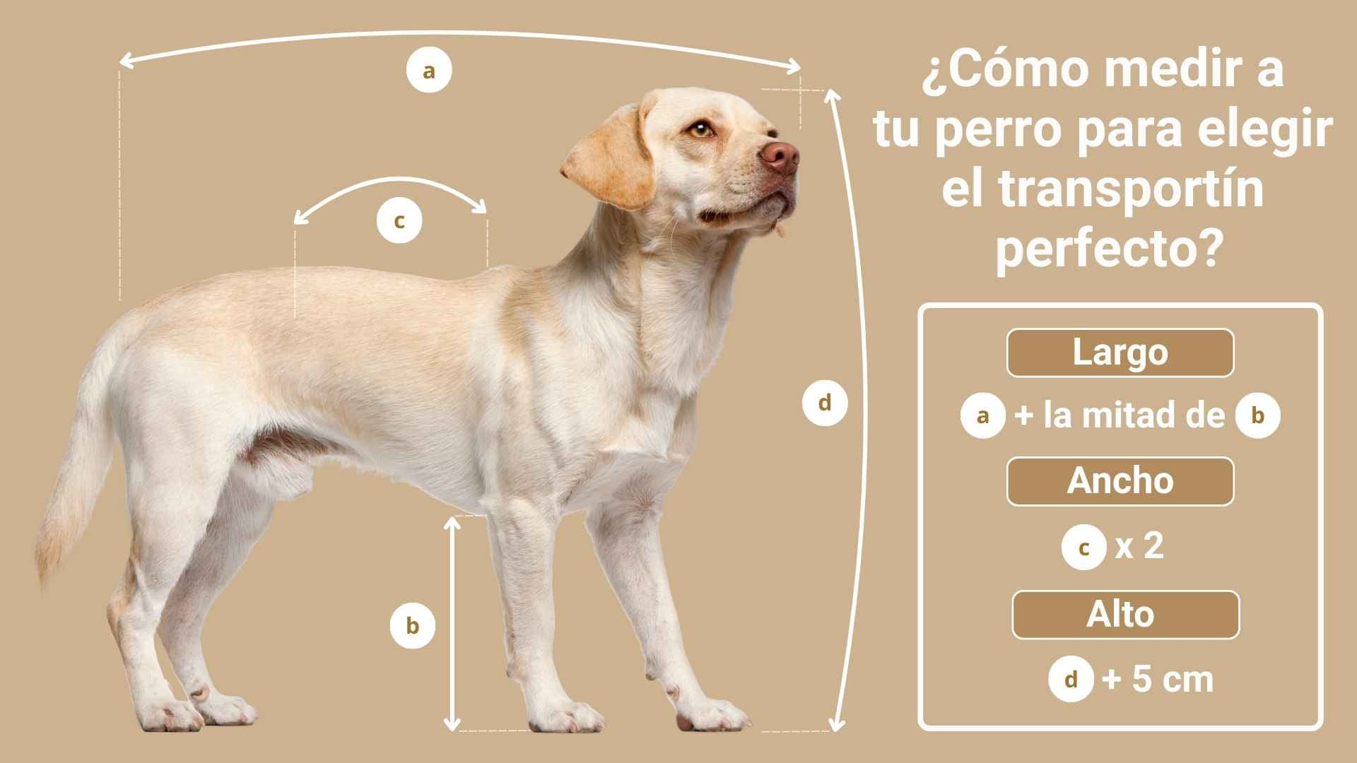 Como medir a tu perro para elegir transportin